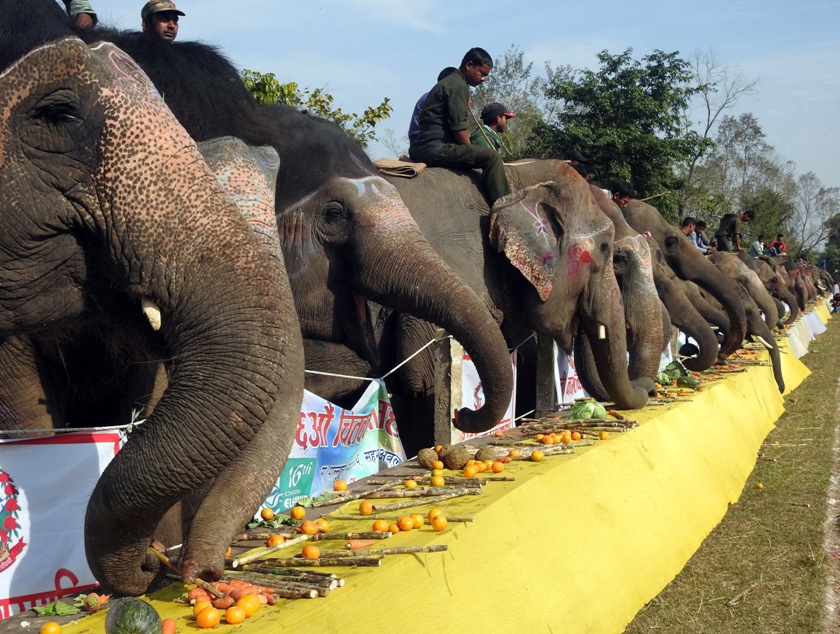 सहकारी माध्यमबाट सौराहाका हात्तीको व्यवस्थापन गरिँदै